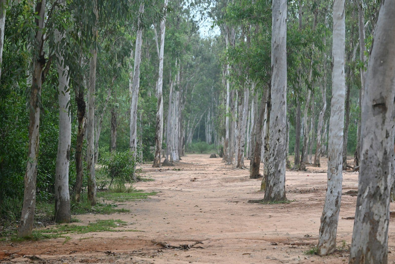 Allée de terre battue bordée de grands eucalyptus à l'écorce claire, dans une forêt (photo d'illustration)