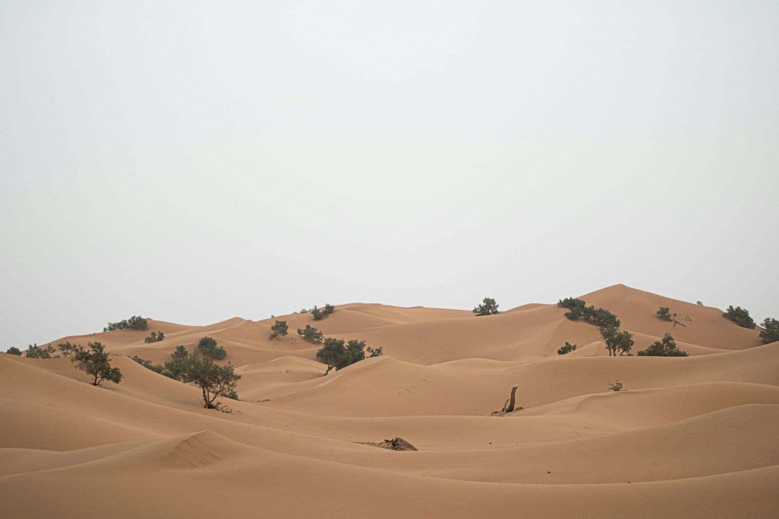 Dunes de sable clair parsemées d'arbustes sous un ciel voilé